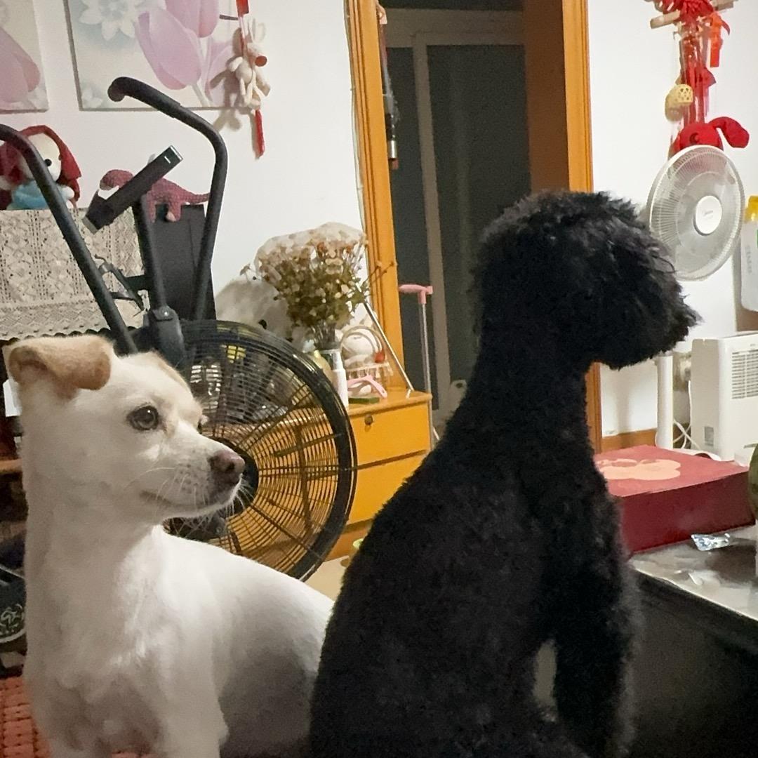 魅惑