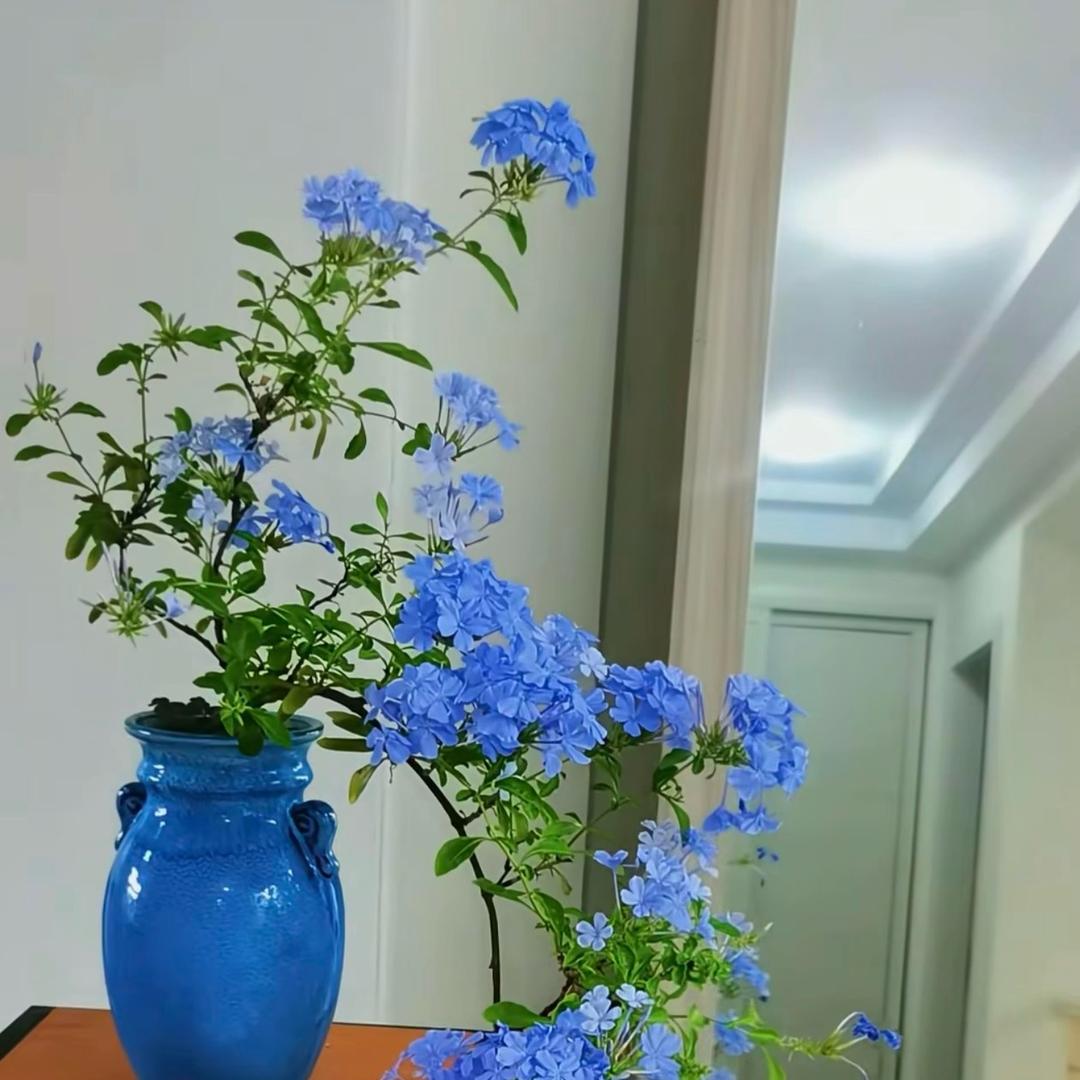 晴朗睿智
