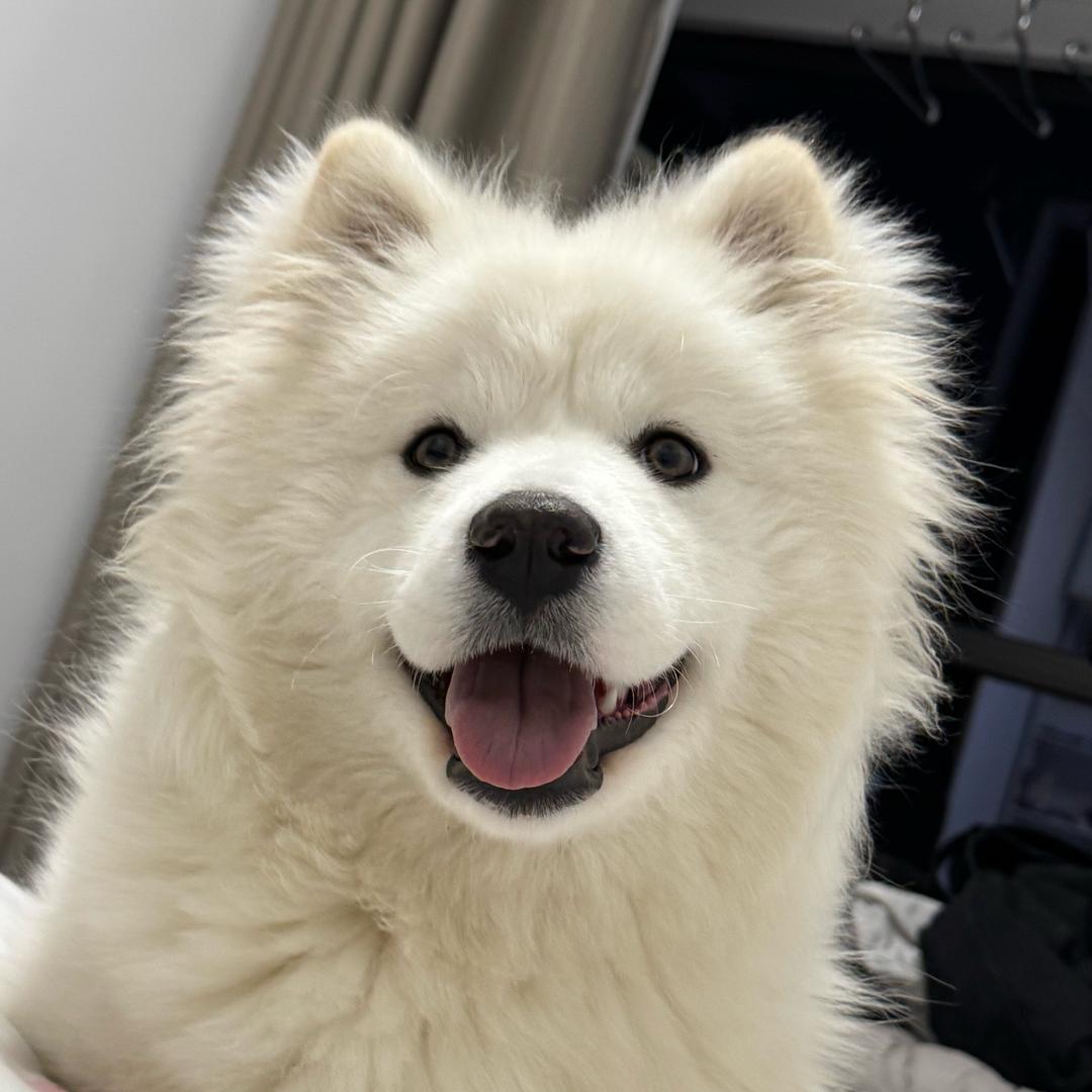IZZO
