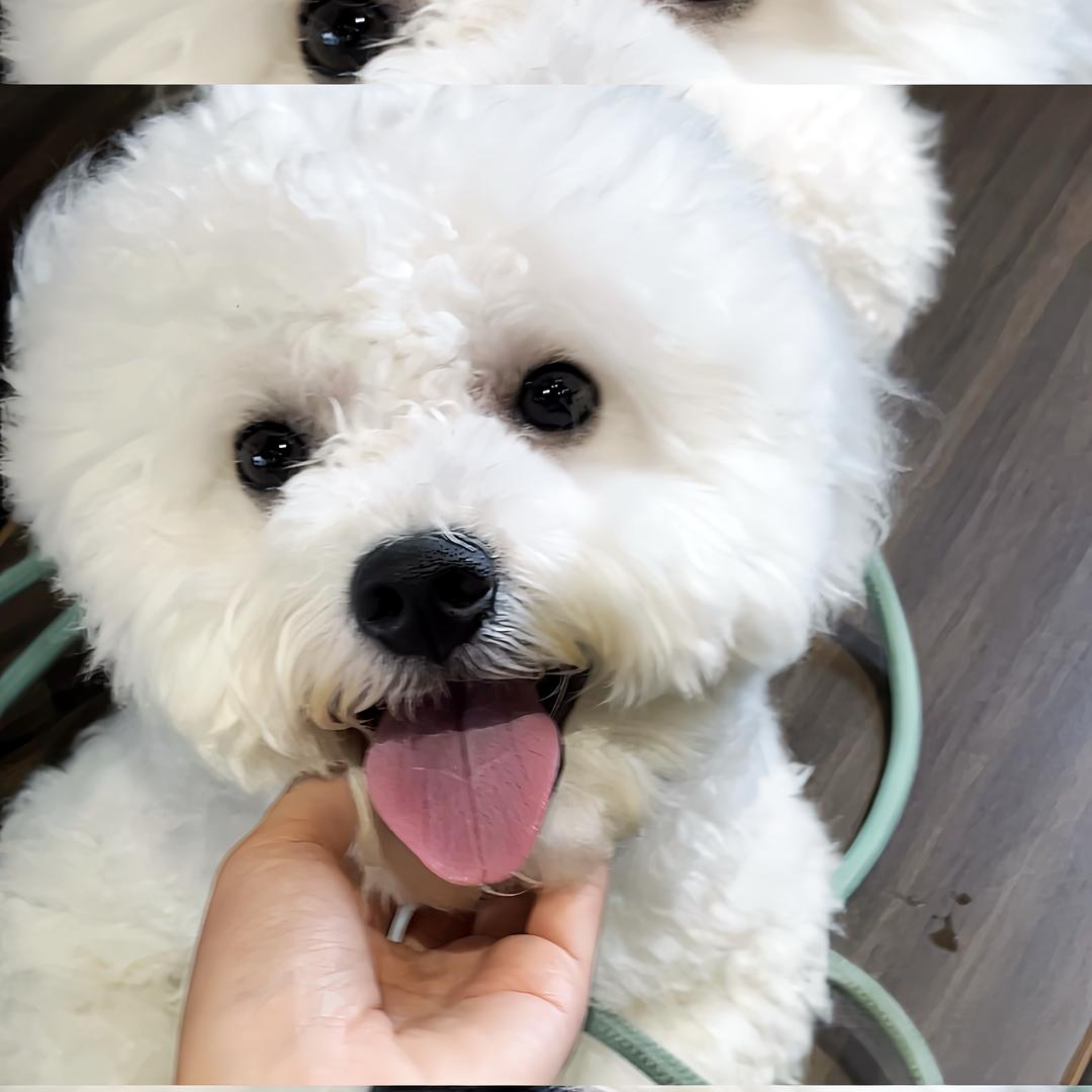 猛犬肌肉男是小比熊