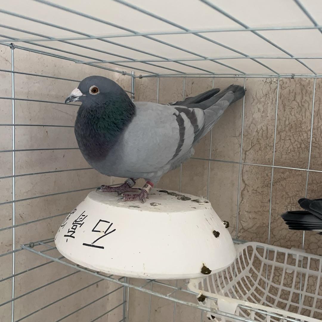 福建漫艺鸽业石膏窝包邮