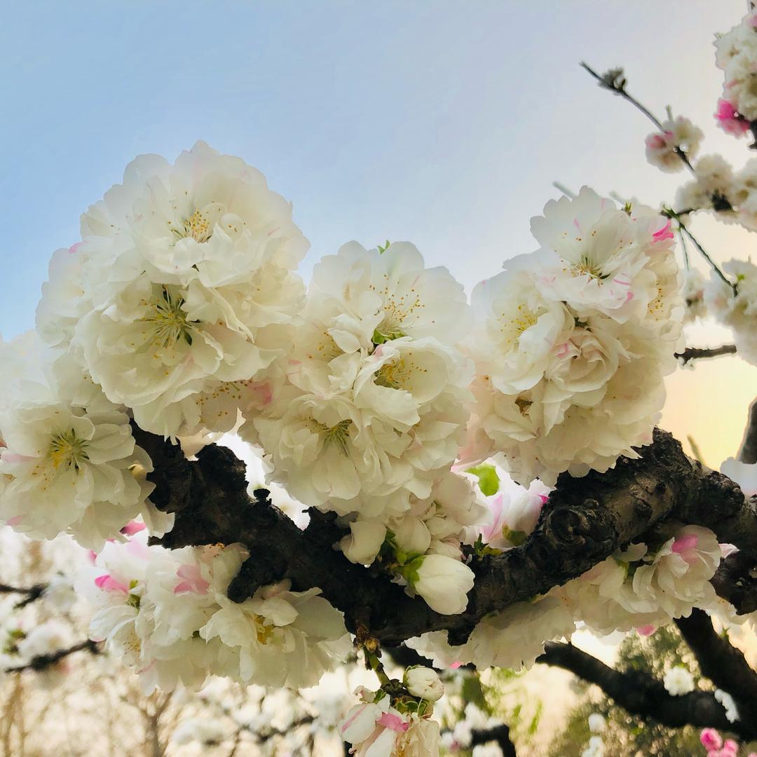 繁花