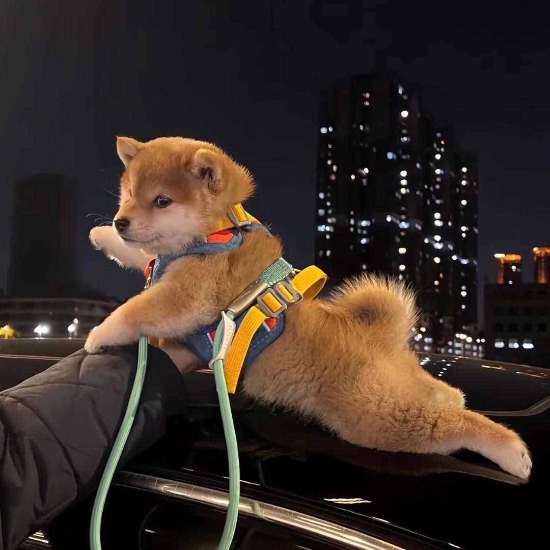 小闹✨