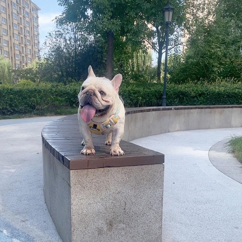 胖虎是一只法牛