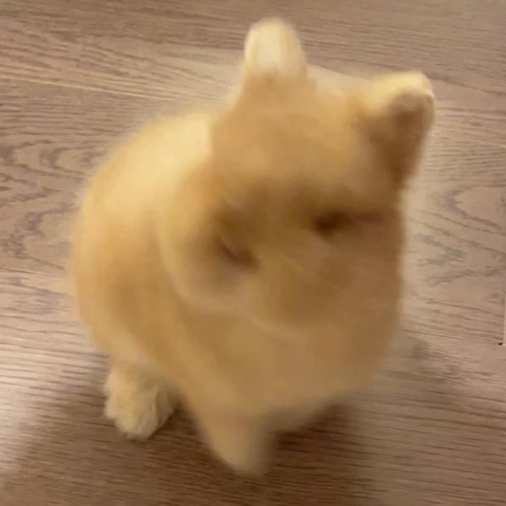 毛熊熊～