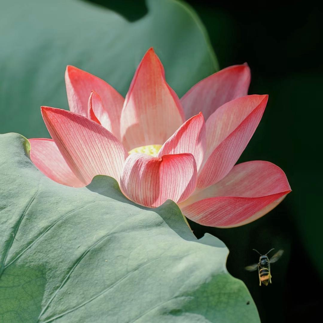 禅道说鸡