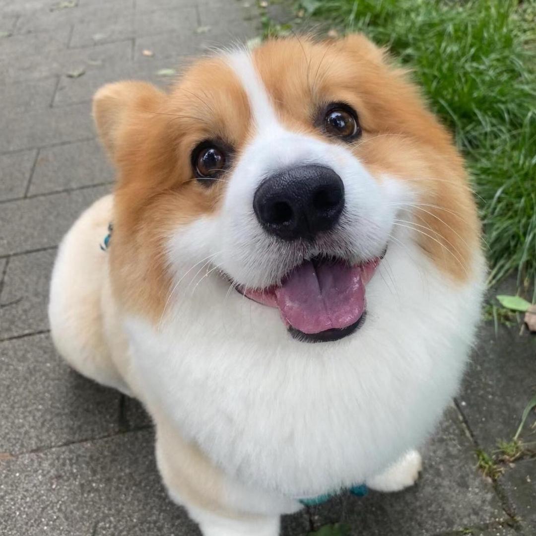 重生之假如橙子拥有柯基🐶