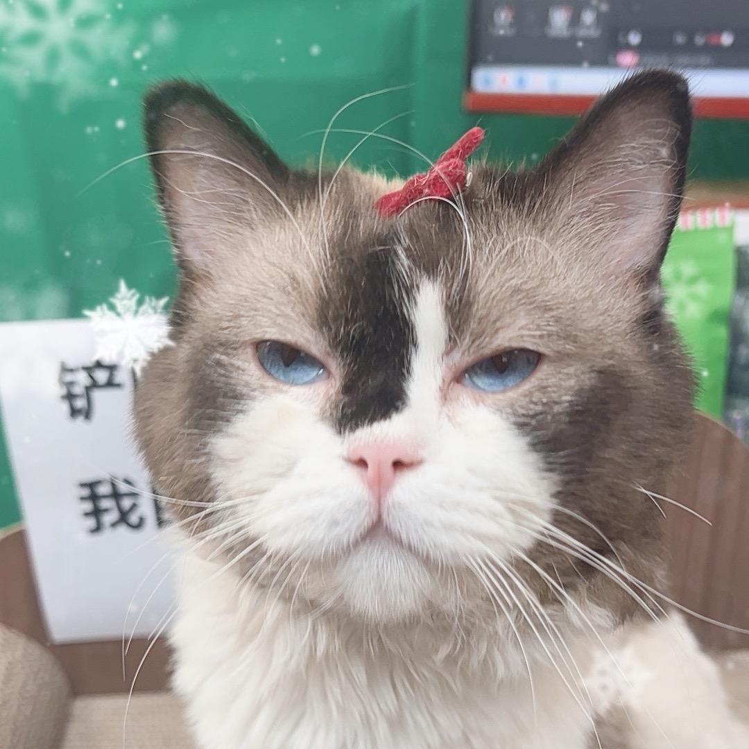 饭桶猫甄选