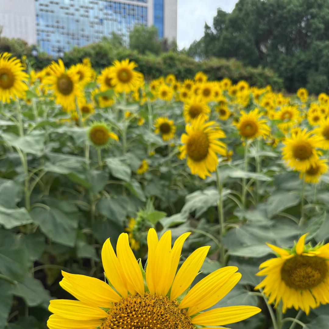 张燕   《黄山村烧鸡公店》