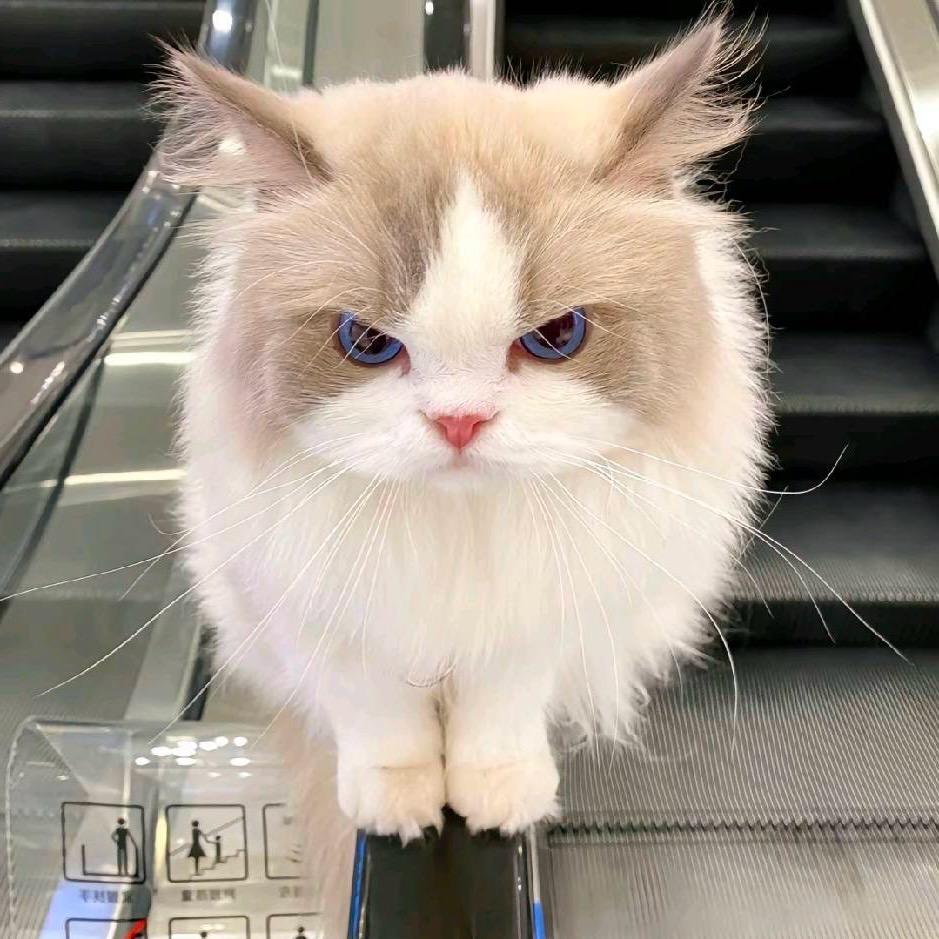 当猫