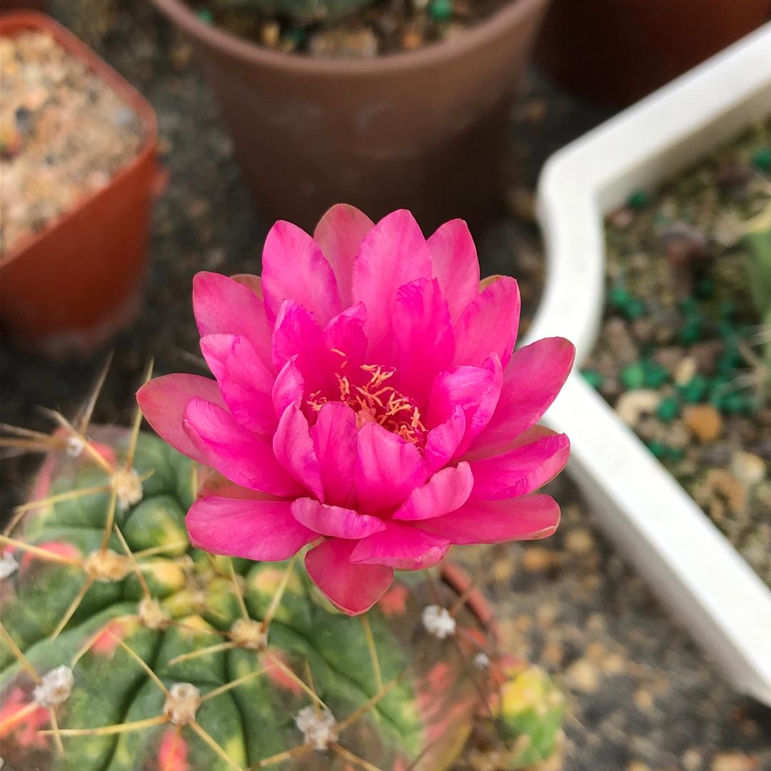 农夫山前有点田