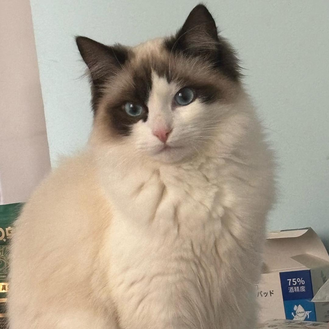 🌈奶喵日记 🐱