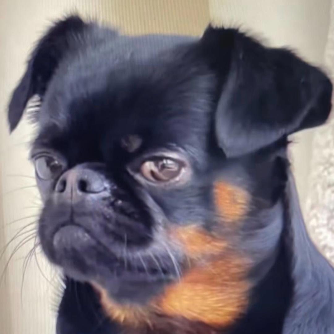 我不是大母猴🐒
