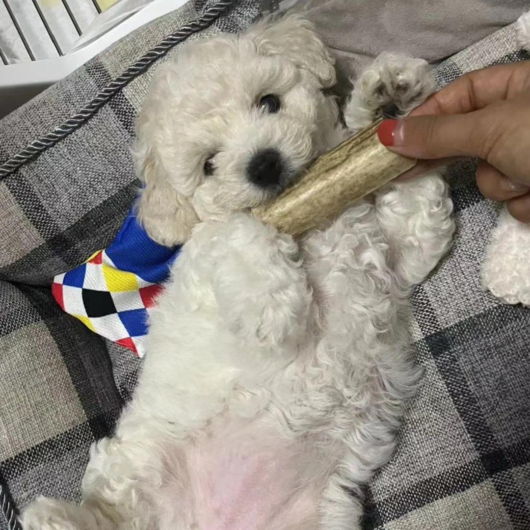 伊布历险记