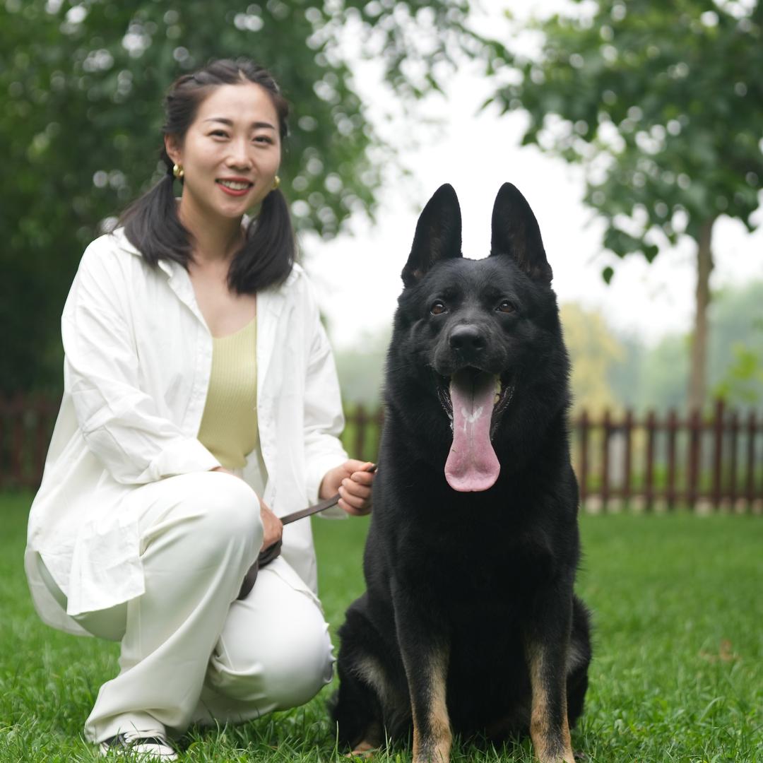 石家庄戴斯名犬