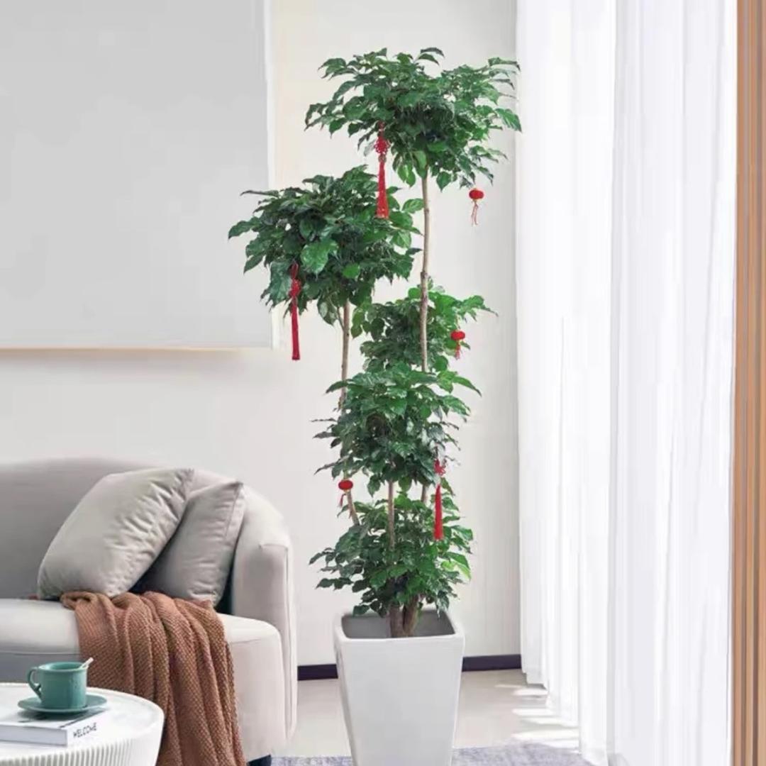 凌丽荣绿植好货店