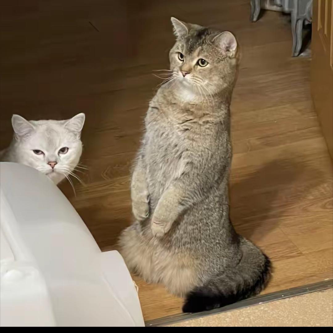 可可吖