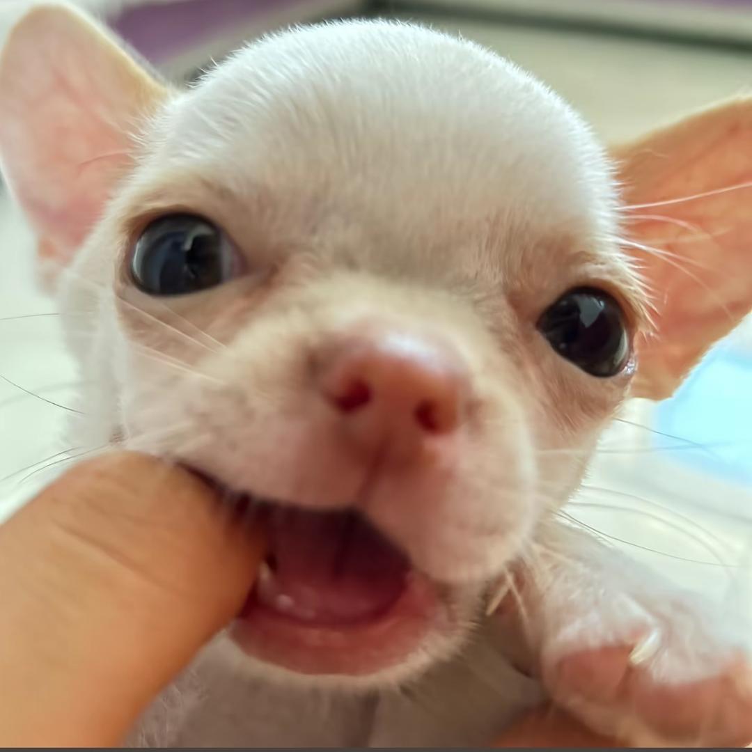 虾味
