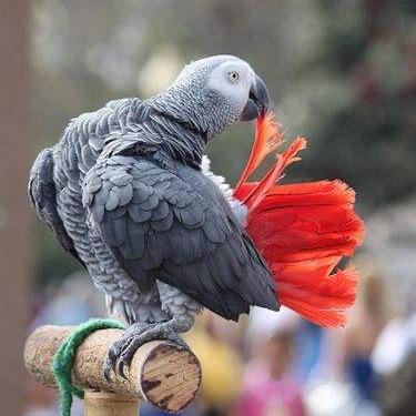 麒麟鹦鹉