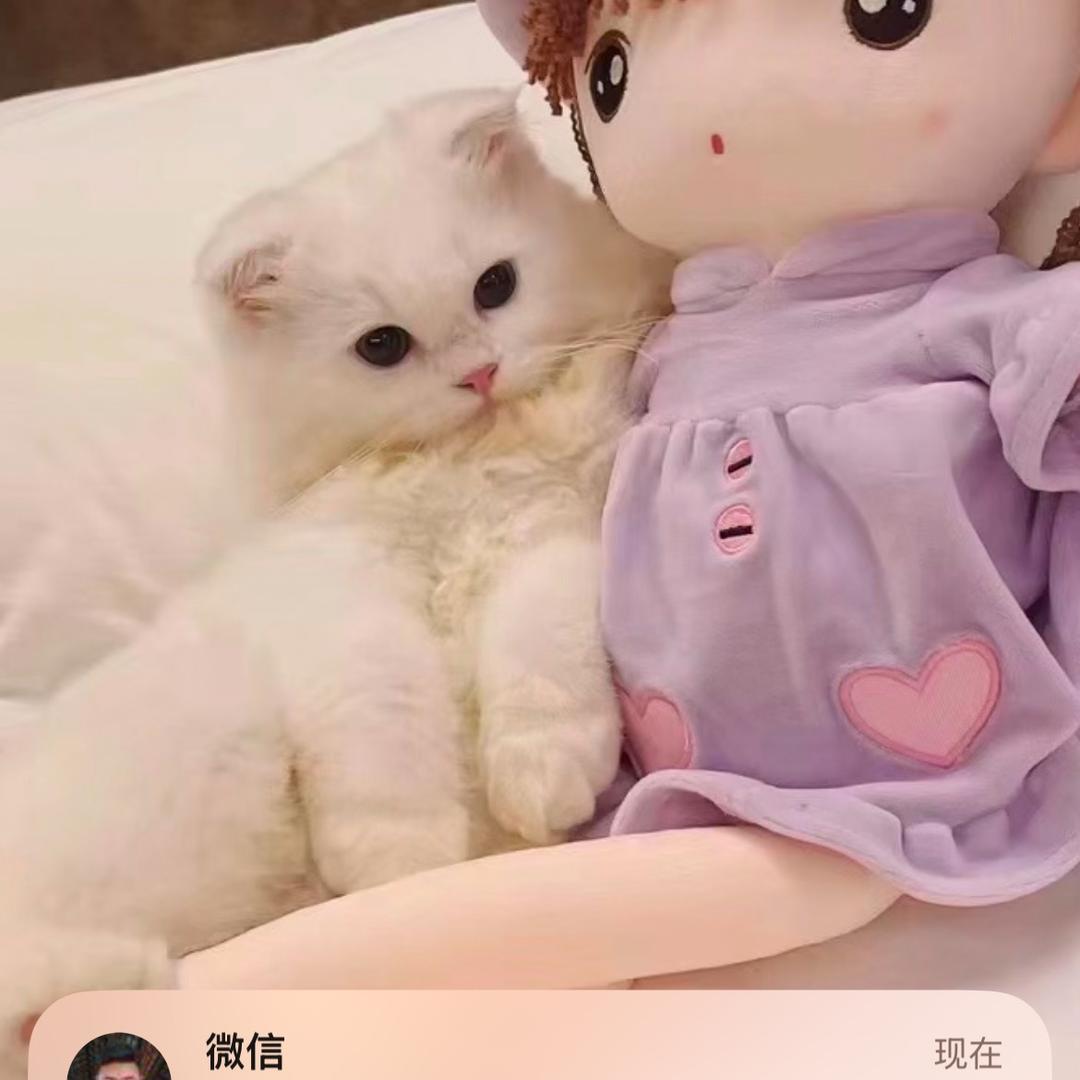 老挝🇱🇦小美