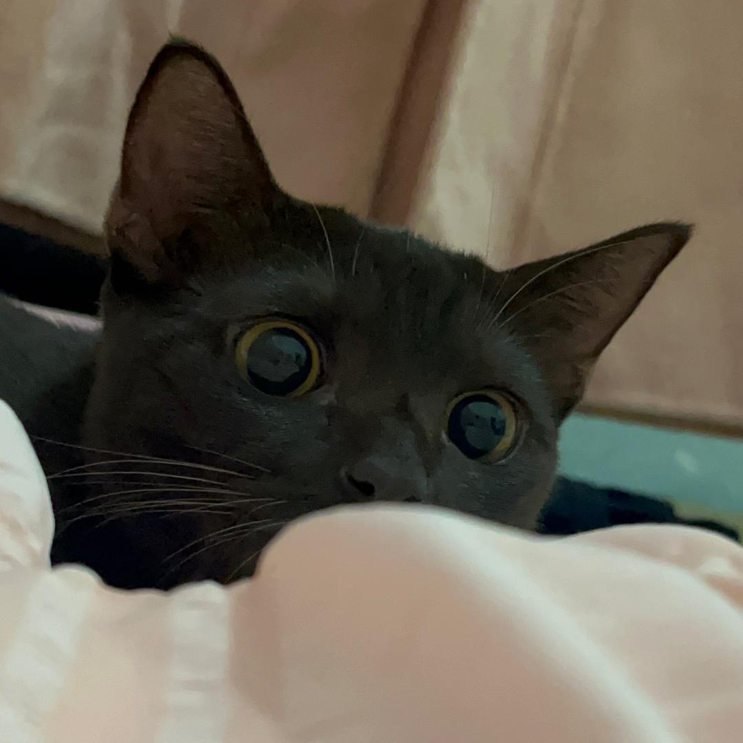 可乐日记