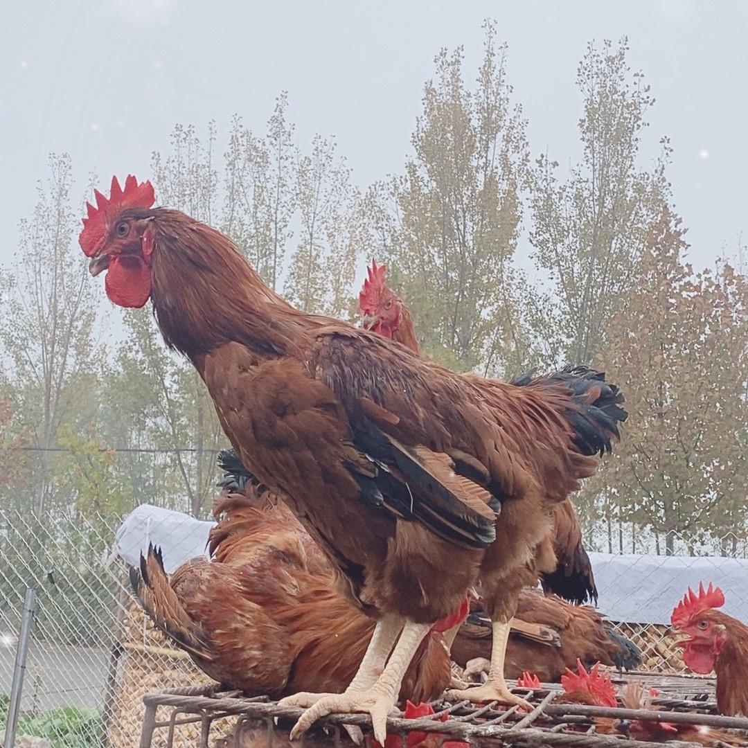 红玉，瑶鸡，大鹅