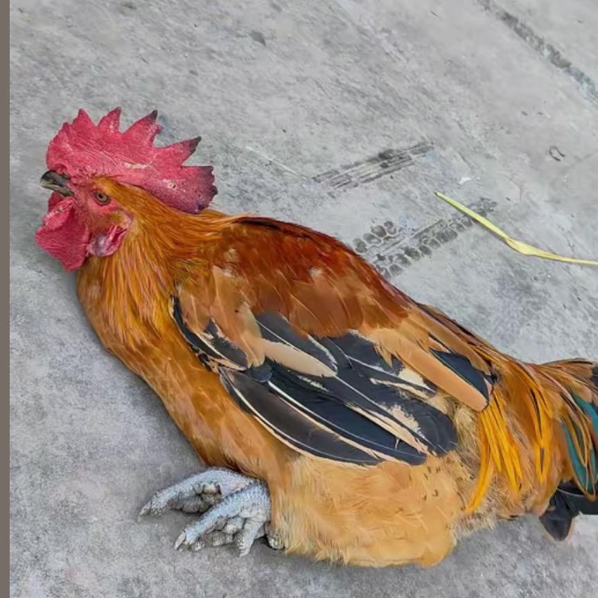 宇哥与鸡的故事