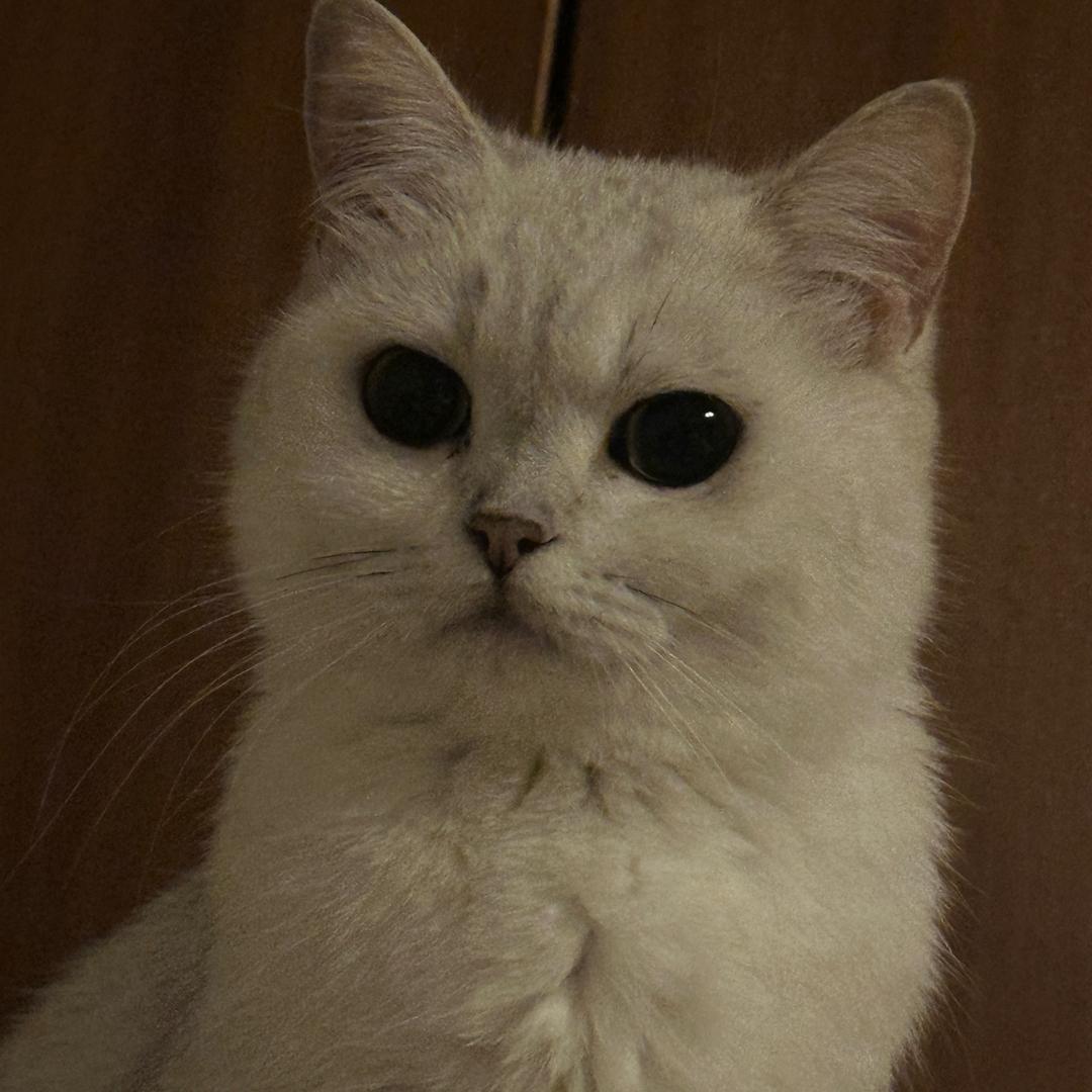 y-so