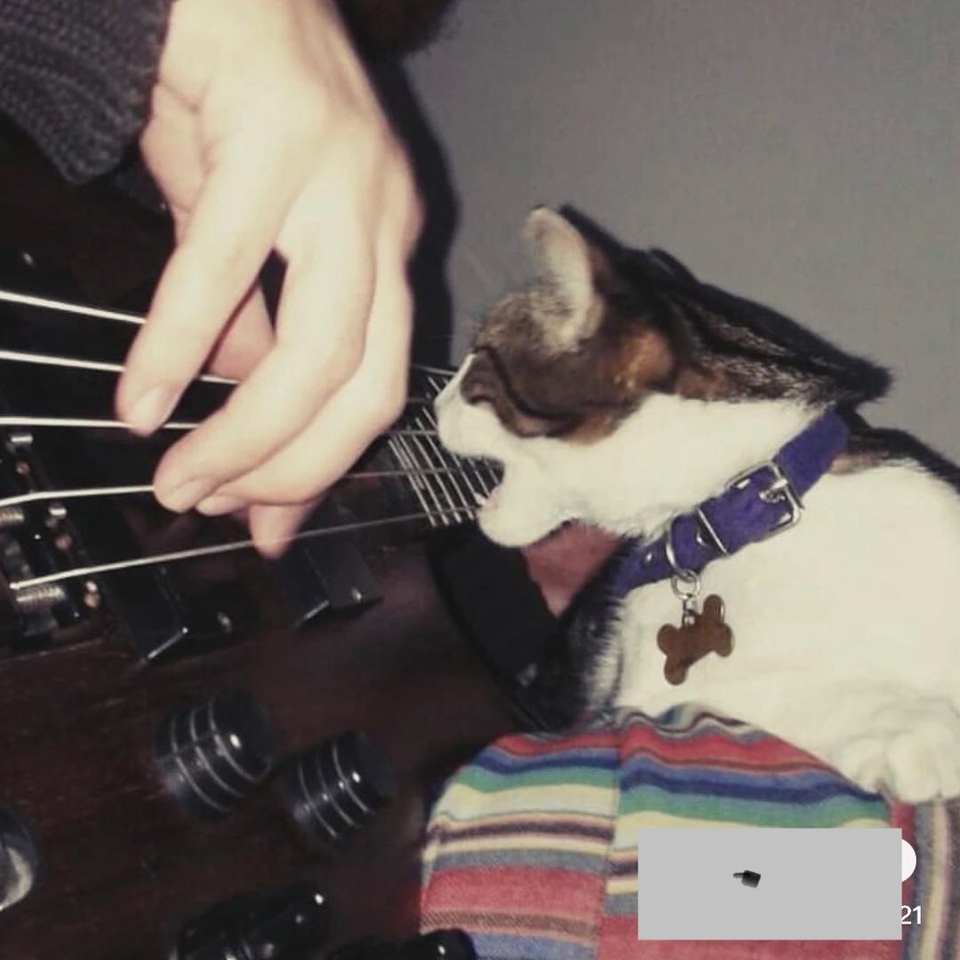 卫宫家的小土狗