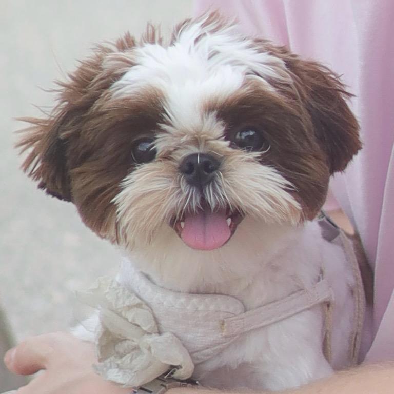 西施犬BoBo（只说大实话）