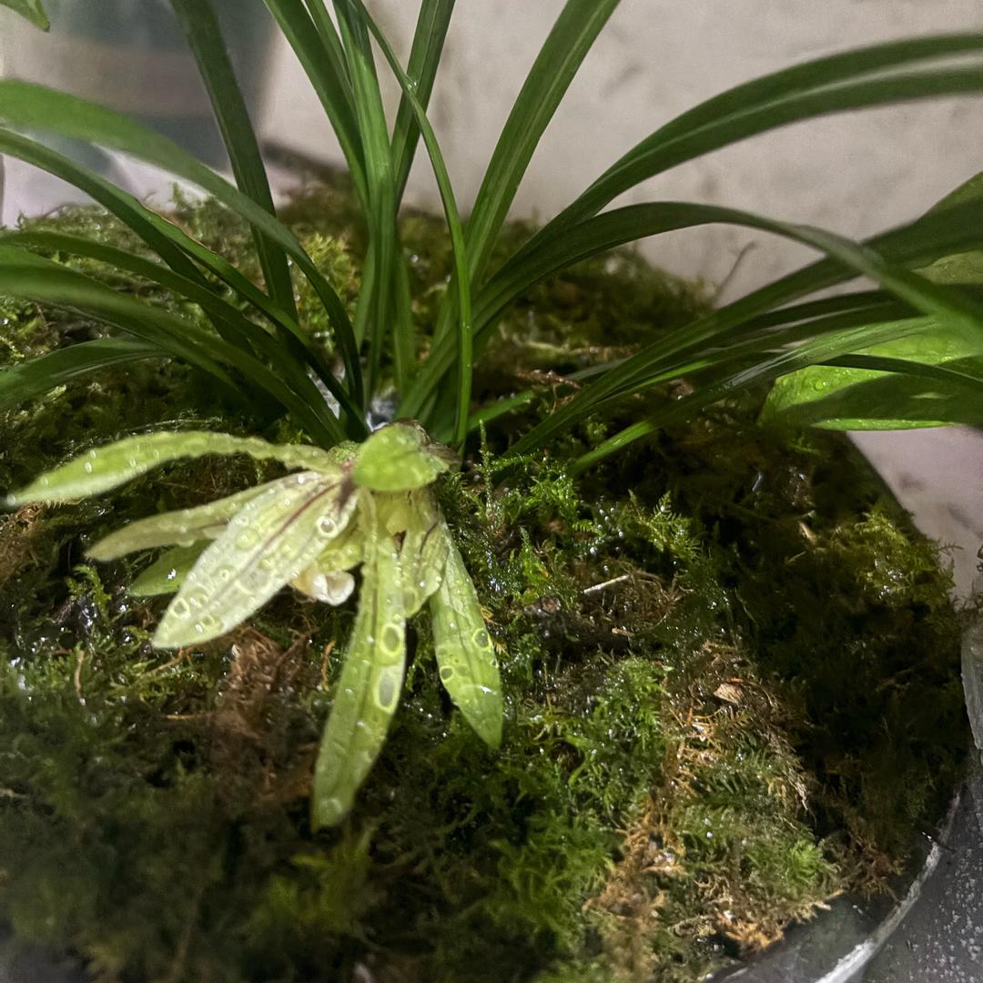 @苗家 布依 传承