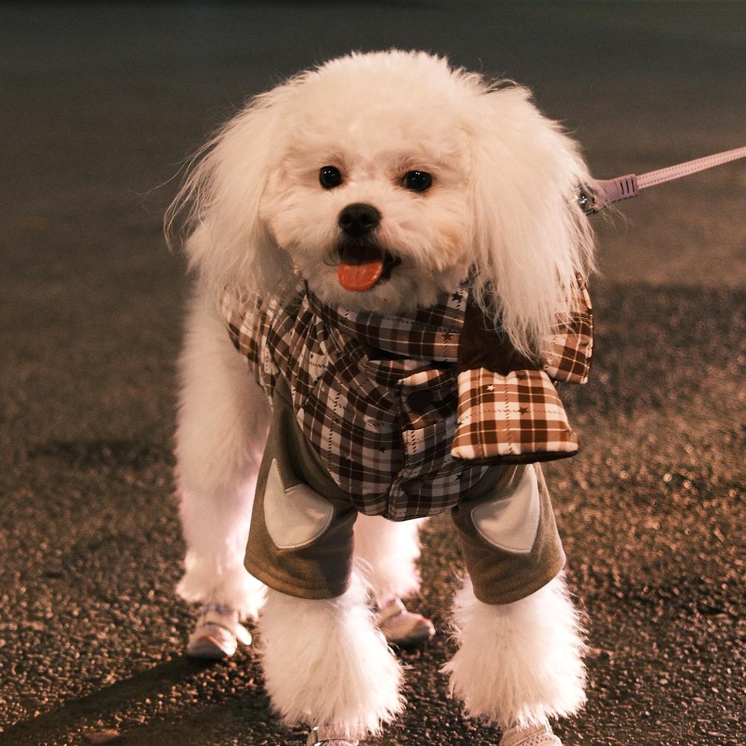 叮了个小当.🐾