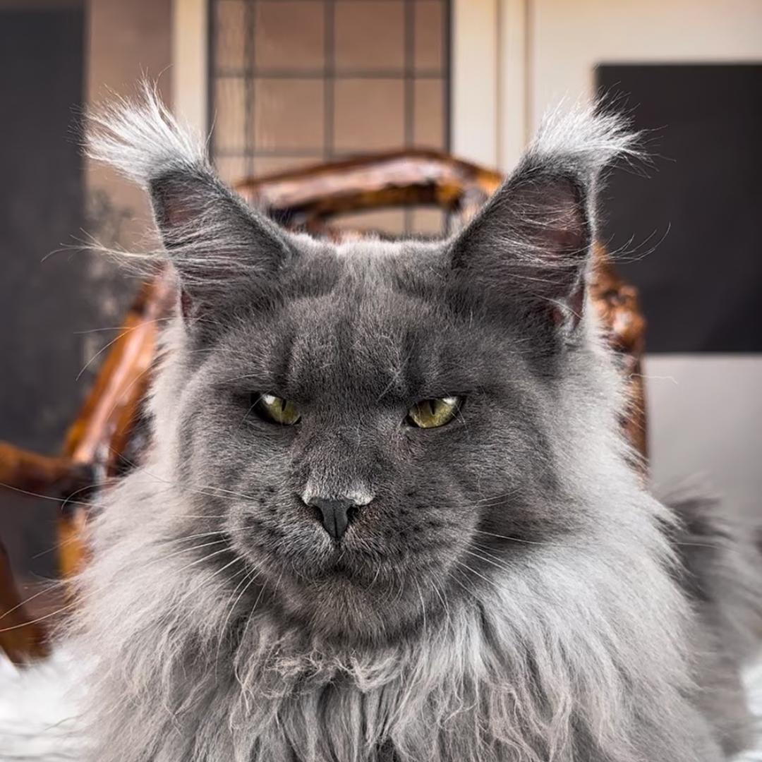 炎森精品缅因猫🎀瑞瑞🎀