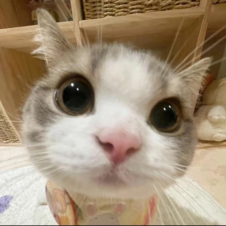 谁说小猫笨