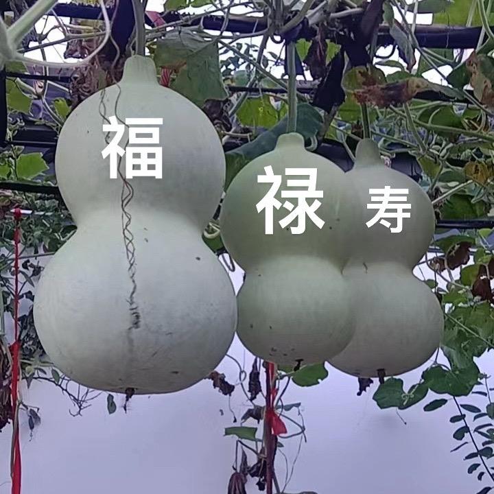 蒹葭