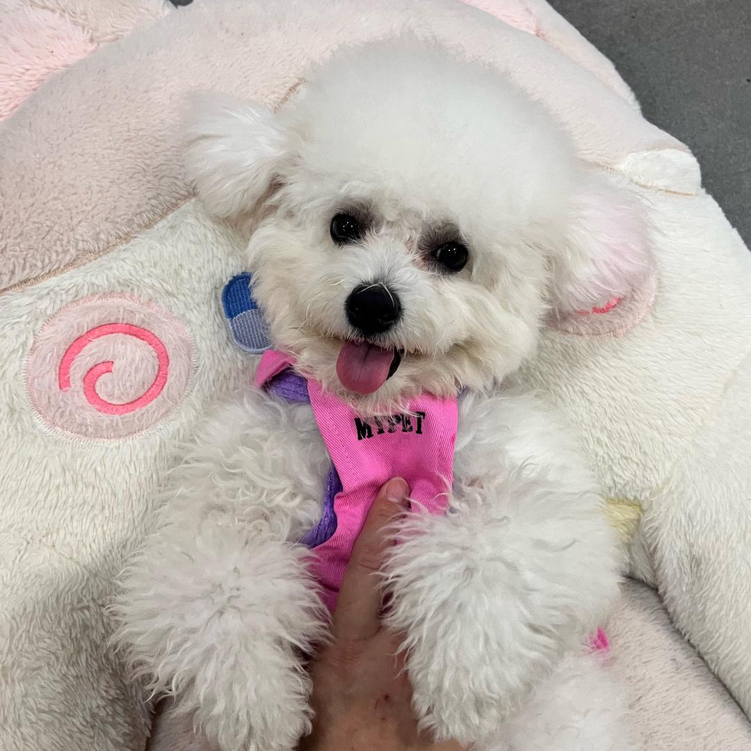 糯米超可爱❤️