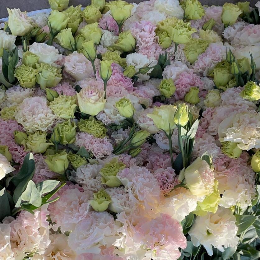 花钰程（9月20号直播四周年宠粉福利）