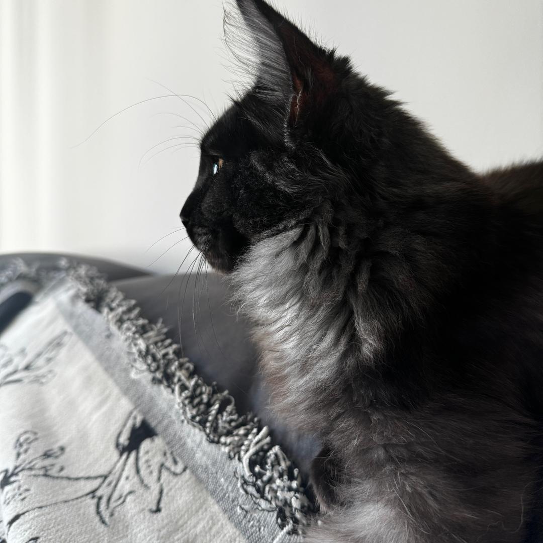 猫狗纪元