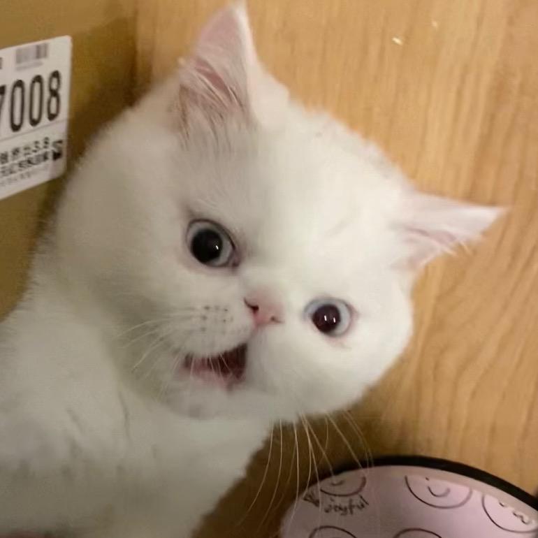 快把小熊还给我🫧