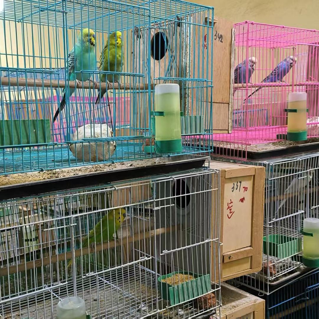 大成鹦鹉养殖场小号