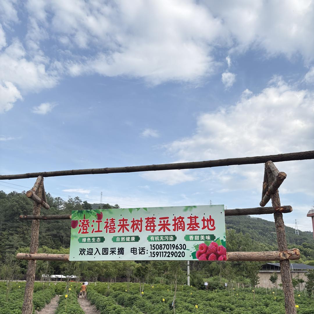 澄江禧来树莓采摘基地