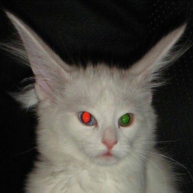 鸩