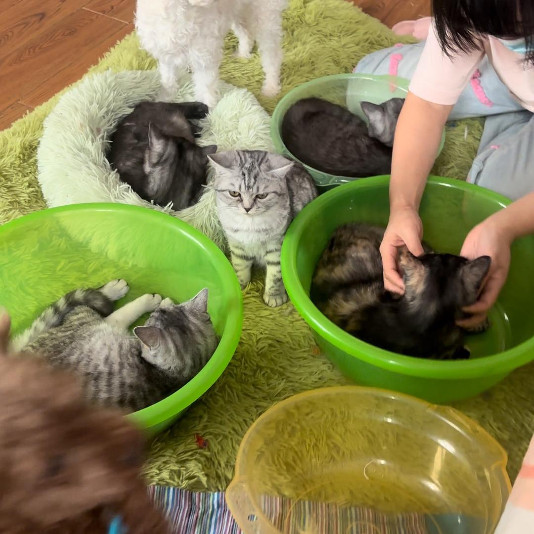 愿世间无流浪（86只流浪猫）