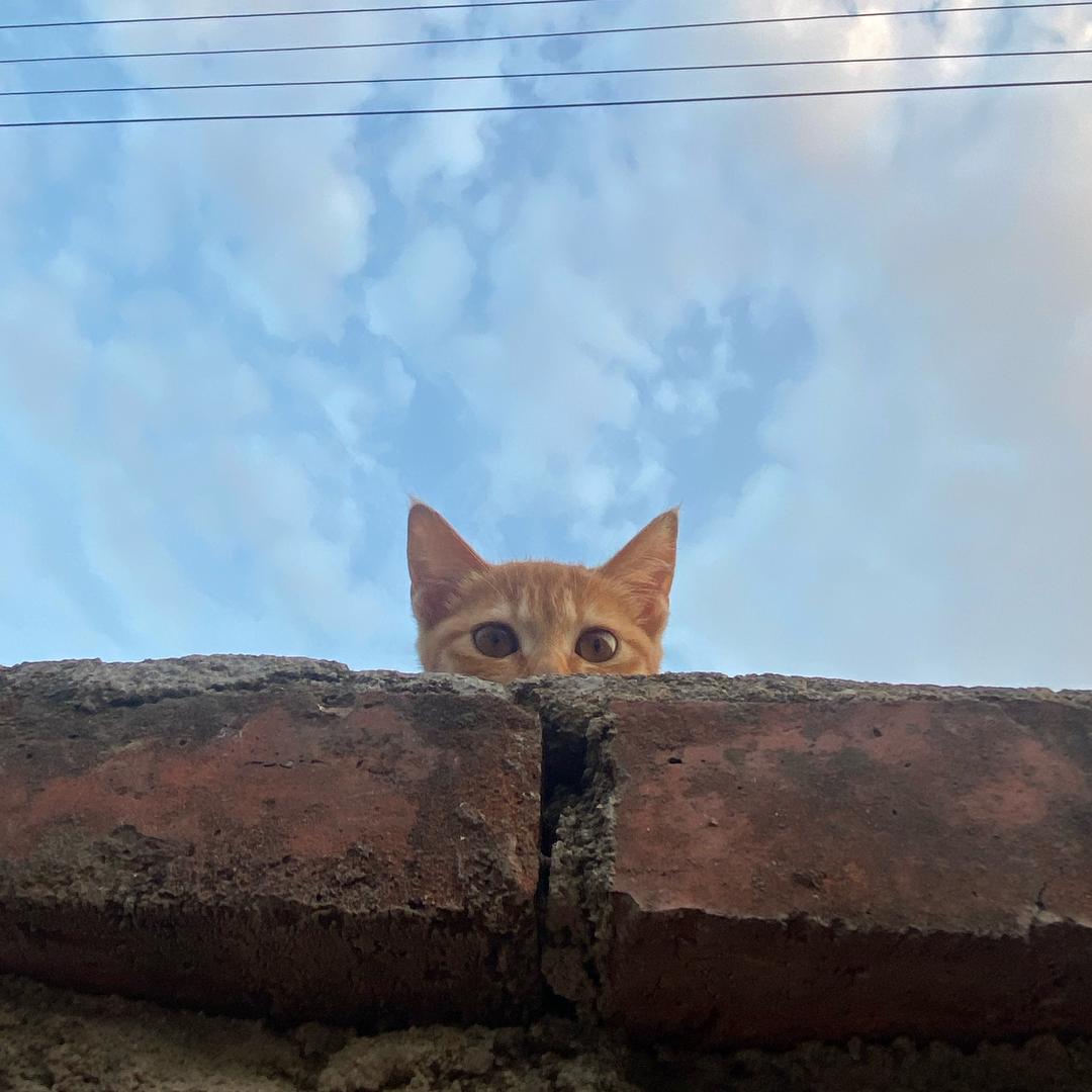 唯思睡（脆脆的）