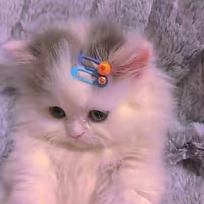 ɞ兰ʚ🐰ྀིɞ