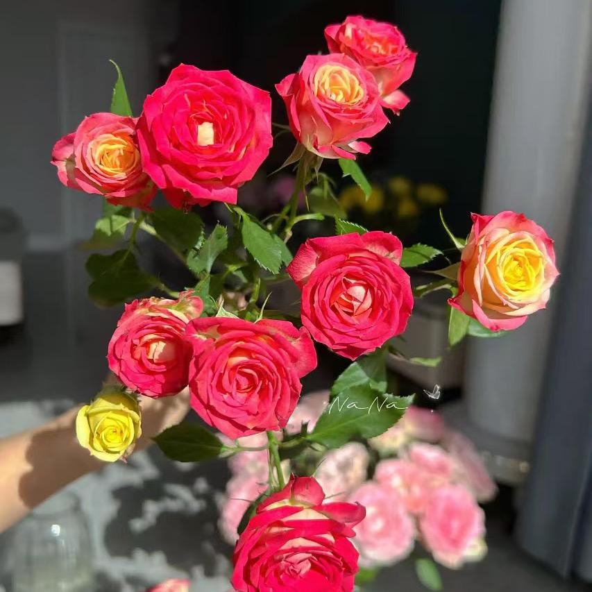 麦麦鲜花