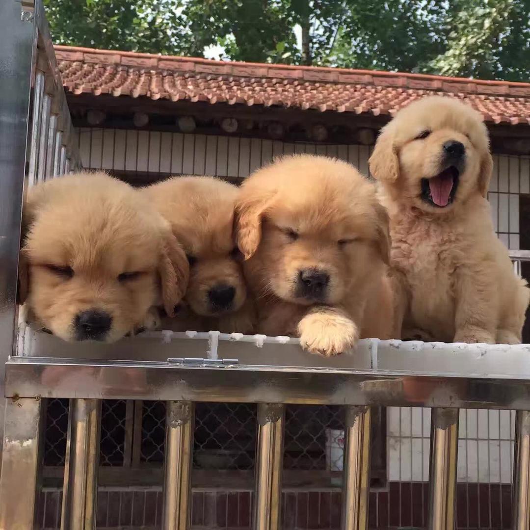 双血统金毛犬舍