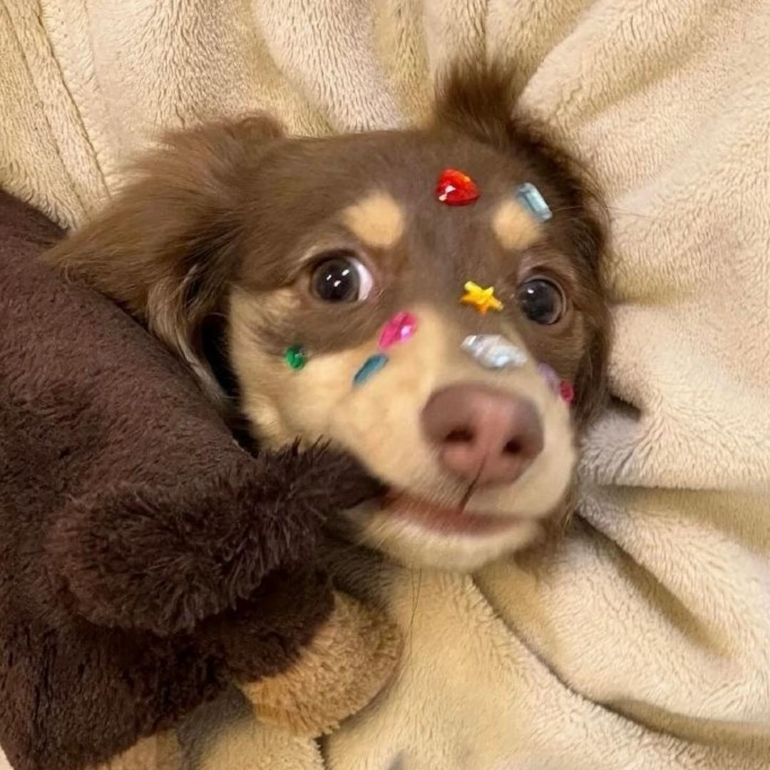 🐾