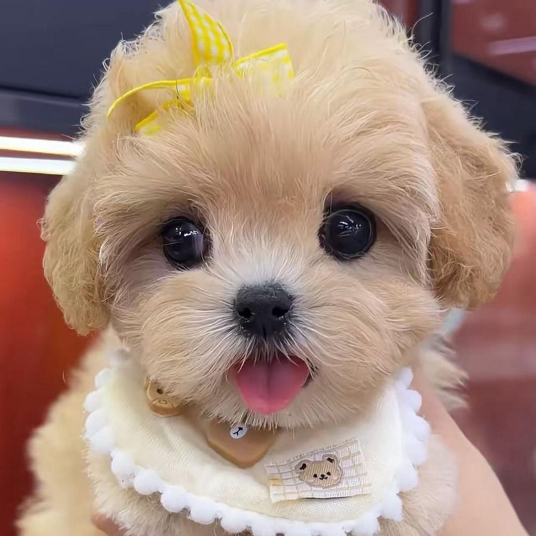 小小宠物生活馆