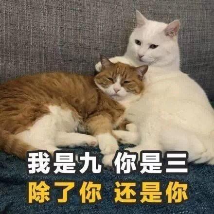 喵了咪⬇️